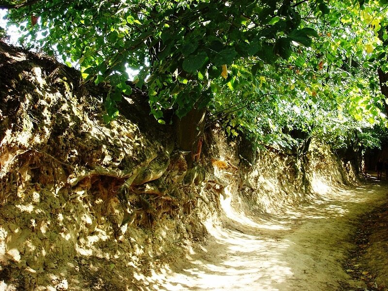 Dirt Path under Trees