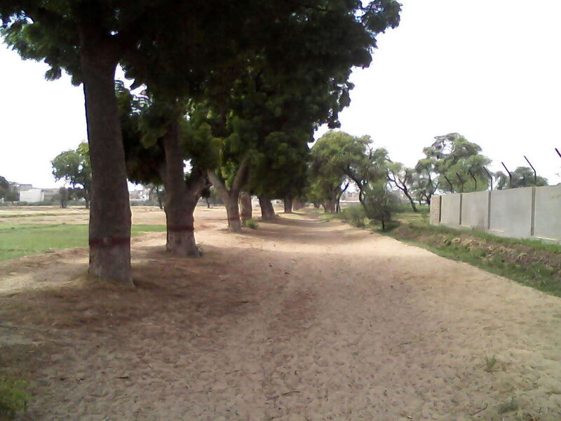 Dirt path with trees and wall