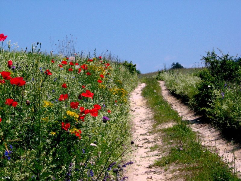 Dirt Path with Wildflowers