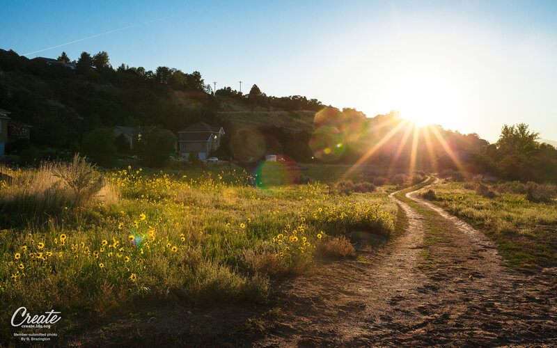 Dirt Path with Wildflowers — Yellow