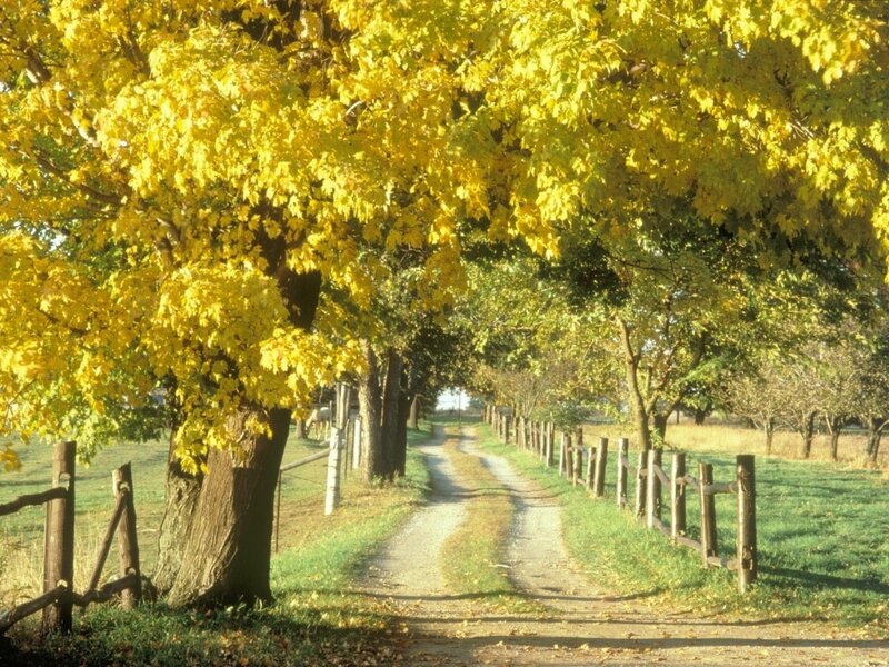 Dirt Path with Yellow Trees