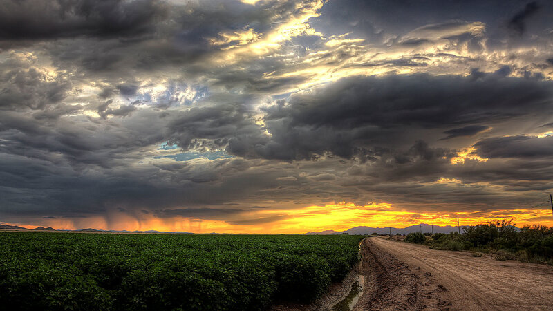 Dirt Road and Crop Field