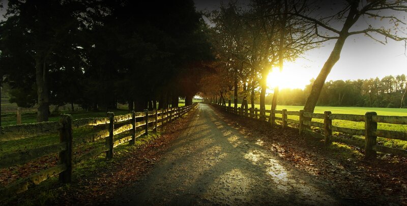 Dirt Road at Sunset — Green