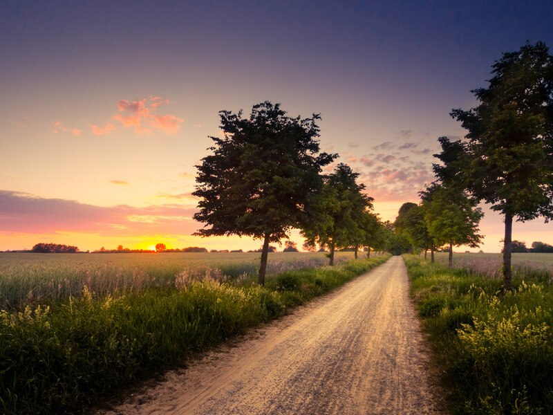 Dirt Road at Sunset — Orange, Serene, Photograph, Trees