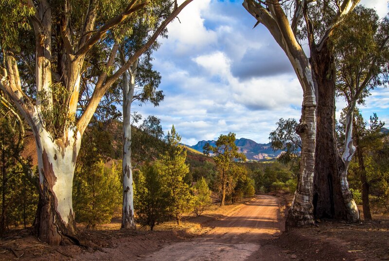 Dirt Road Between Eucalyptus Trees