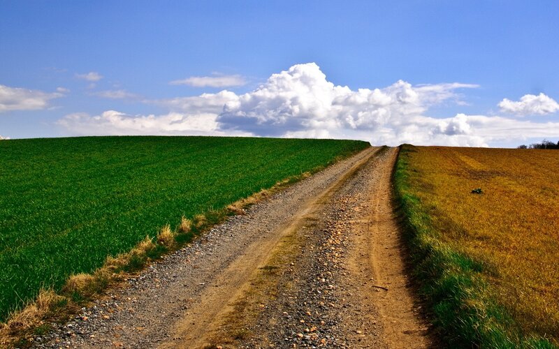 Dirt Road Between Fields — Green