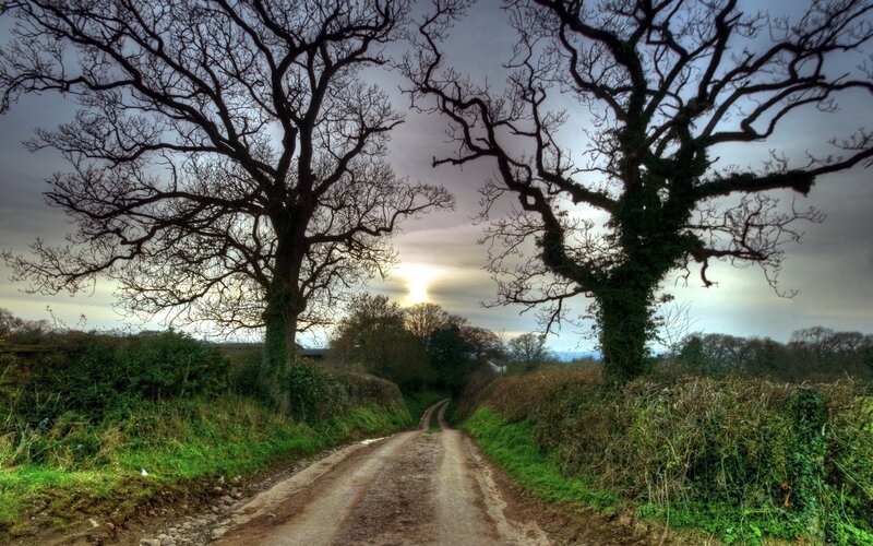 Dirt Road Between Trees — Green, Dramatic, Sunset, Photograph