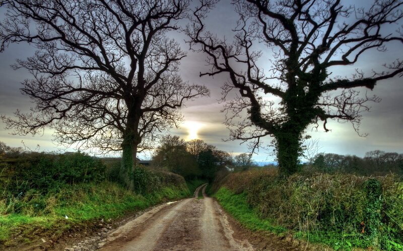 Dirt Road Between Trees — Green