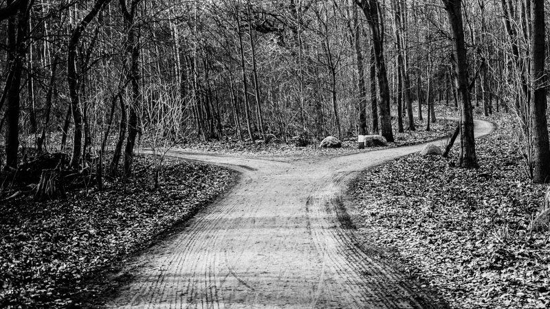 Dirt Road Fork in Forest