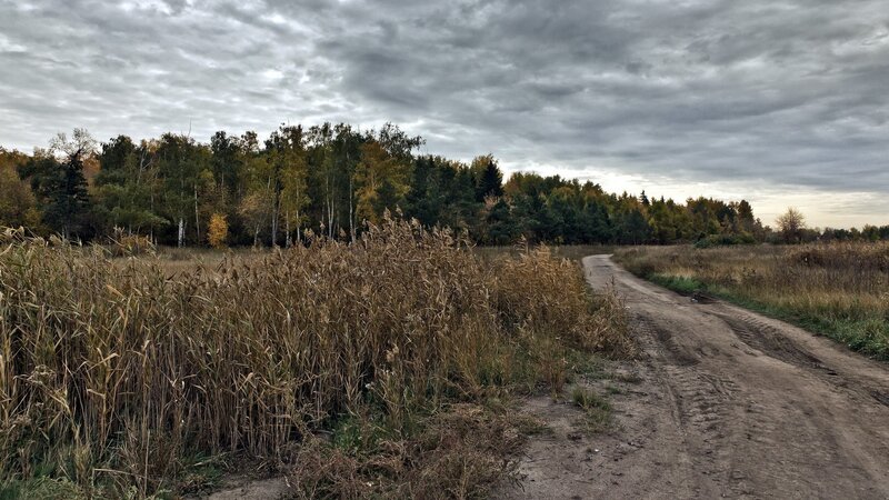 Dirt Road in Autumn Field — Gray
