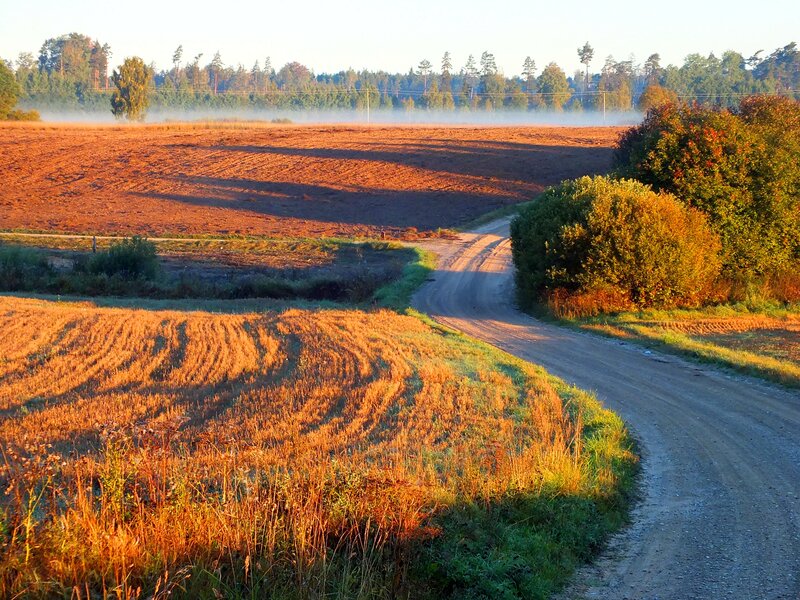 Dirt Road in Autumn Field
