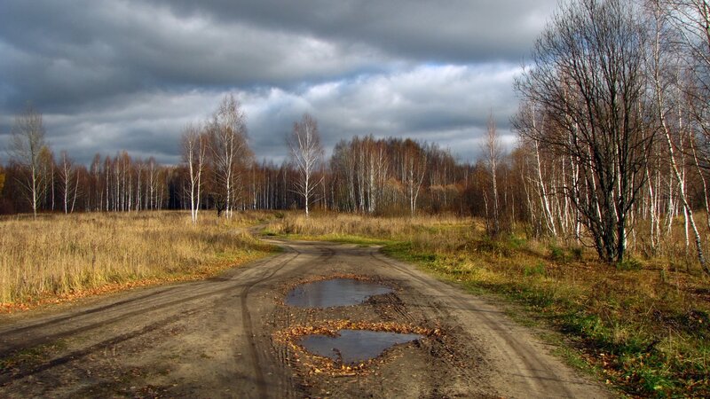 Dirt Road in Autumn Forest — Brown, Dreary