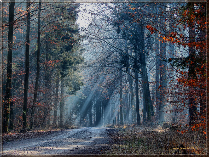 Dirt Road in Autumn Forest — Brown