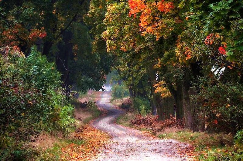 Dirt Road in Autumn Forest — Green