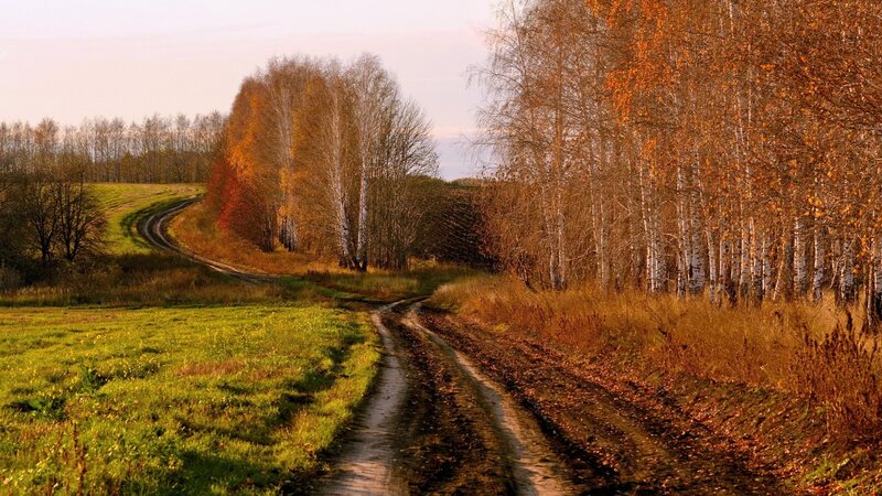 Dirt Road in Autumn Forest — Orange, Serene, Photograph, Trees, Field