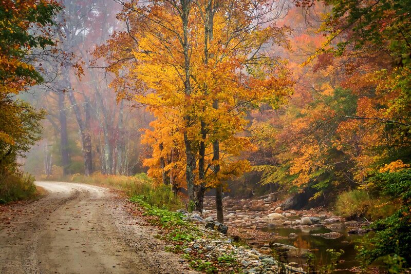 Dirt Road in Autumn Forest — Orange, Serene, Photograph, Trees, Stream