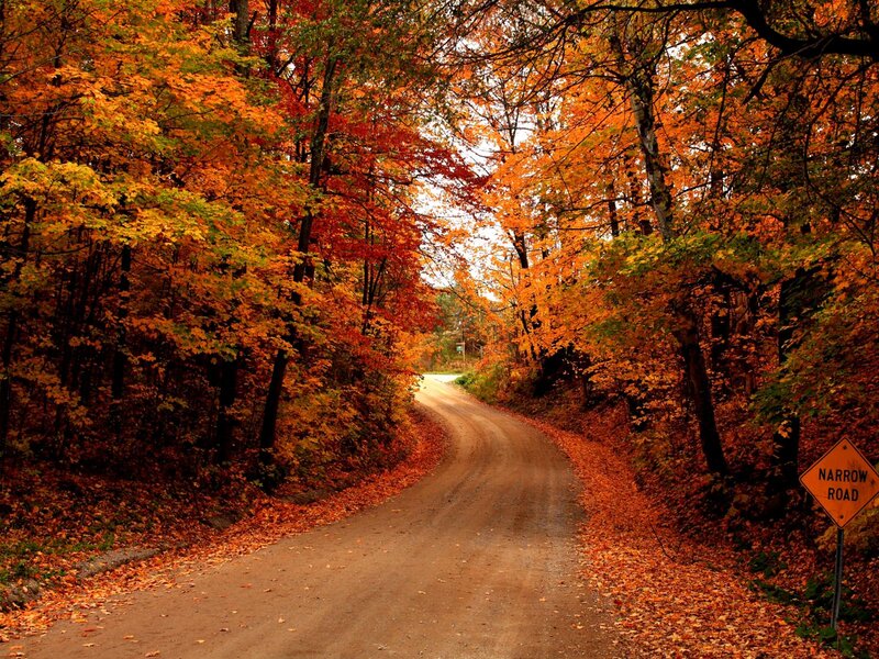 Dirt Road in Autumn Forest — Orange, Serene