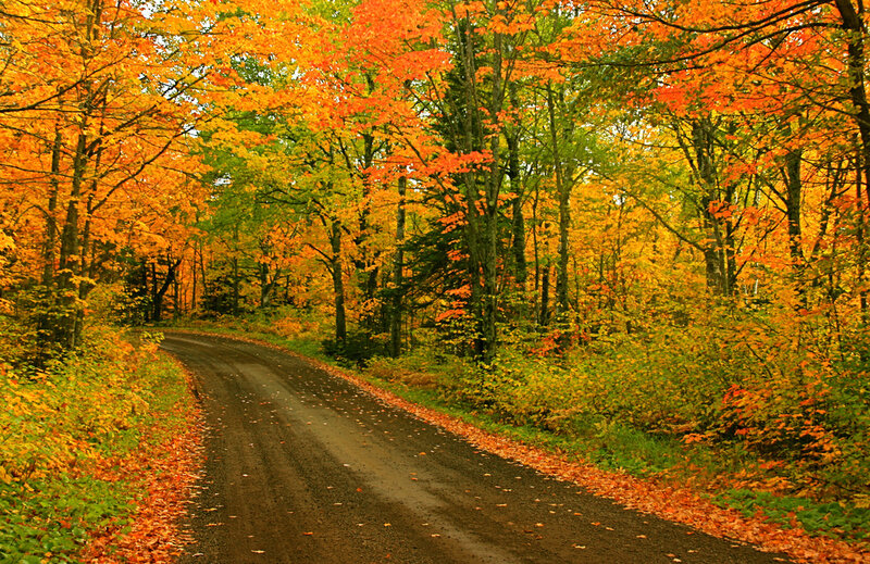 Dirt Road in Autumn Forest — Orange