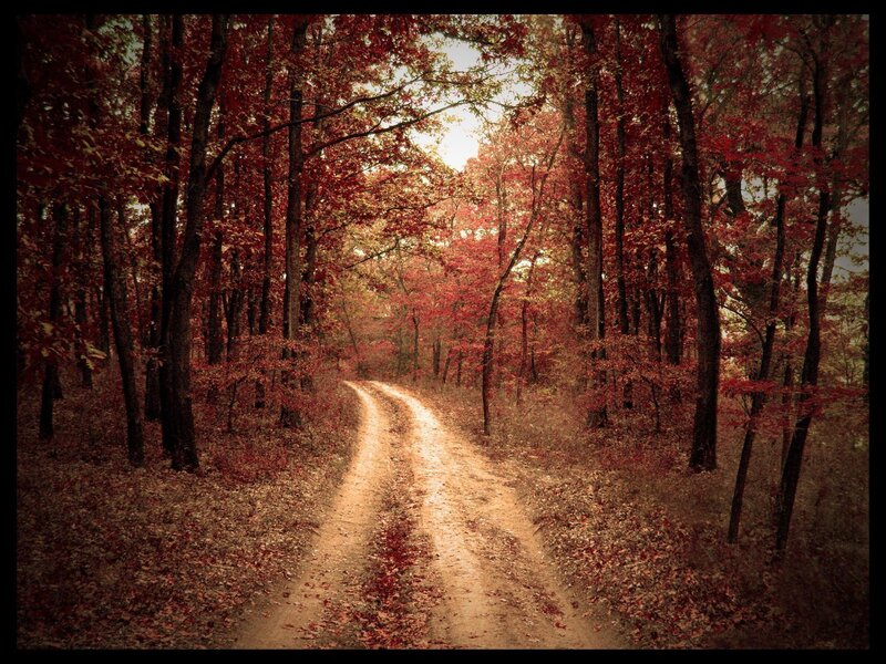 Dirt Road in Autumn Forest — Red, Serene, Photograph
