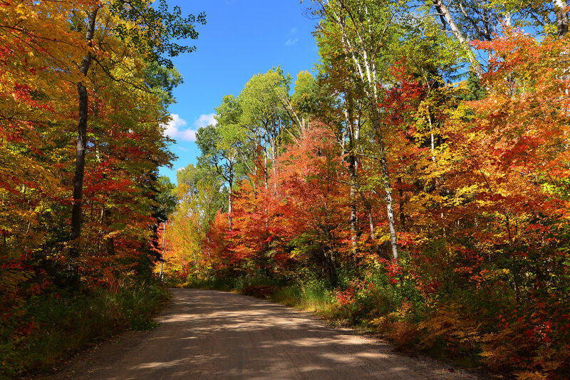 Dirt Road in Autumn Forest — Red, Serene