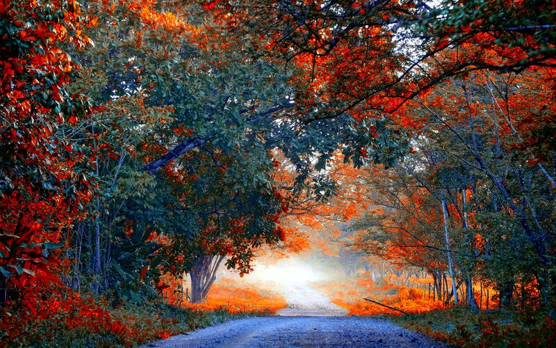 Dirt Road in Autumn Forest — Red