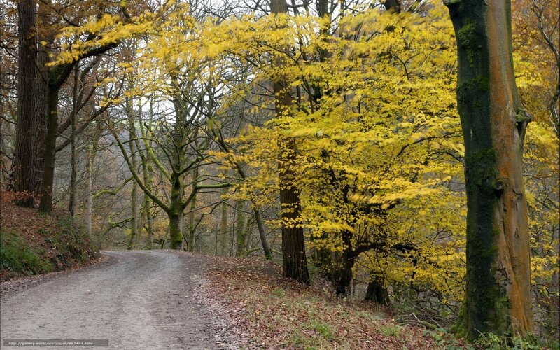 Dirt Road in Autumn Forest — Yellow, Serene, Photograph
