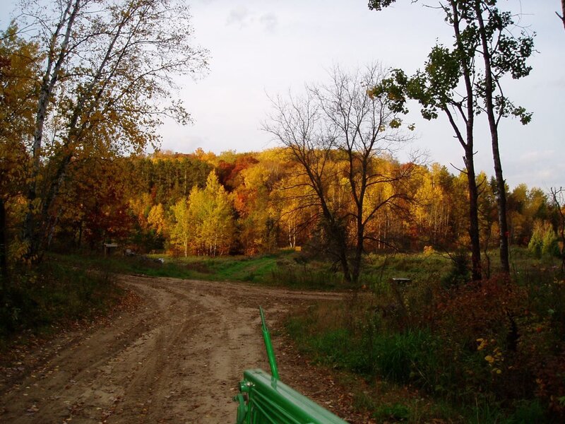 Dirt Road in Autumn Forest — Yellow, Serene, Photograph, Trees, Dirt Path