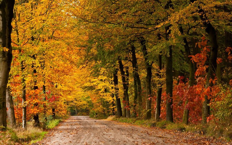Dirt Road in Autumn Forest — Yellow, Serene, Photograph, Trees, Leaves, Path
