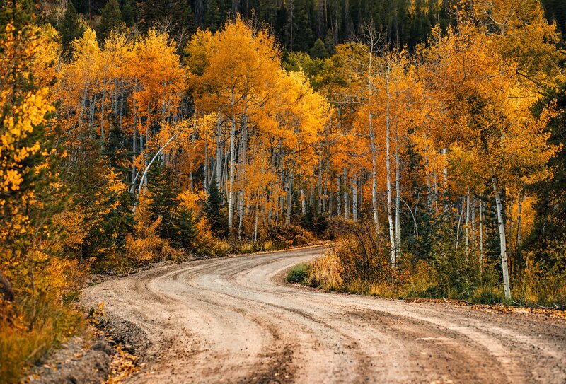 Dirt Road in Autumn Forest — Yellow, Serene, Photograph, Trees