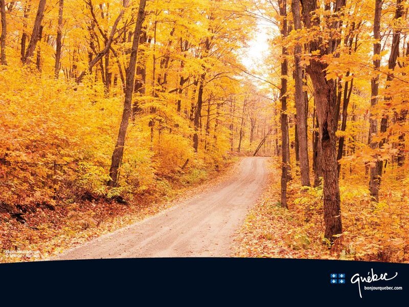 Dirt Road in Autumn Forest — Yellow, Serene