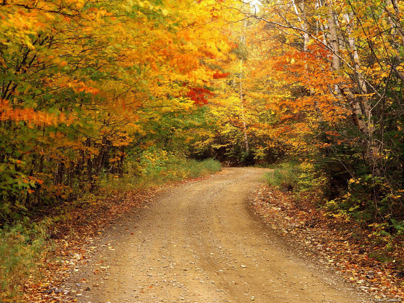 Dirt Road in Autumn Forest — Yellow
