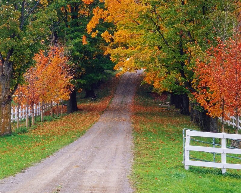 Dirt Road in Autumn — Green, Serene, Photograph