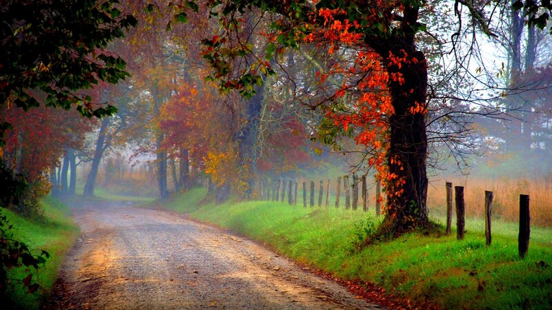 Dirt Road in Autumn — Green, Serene, Photograph, Trees