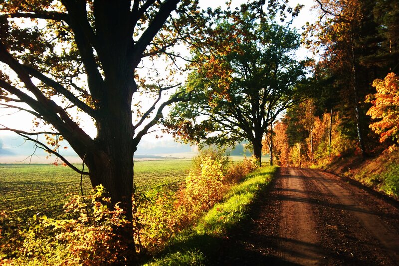 Dirt Road in Autumn