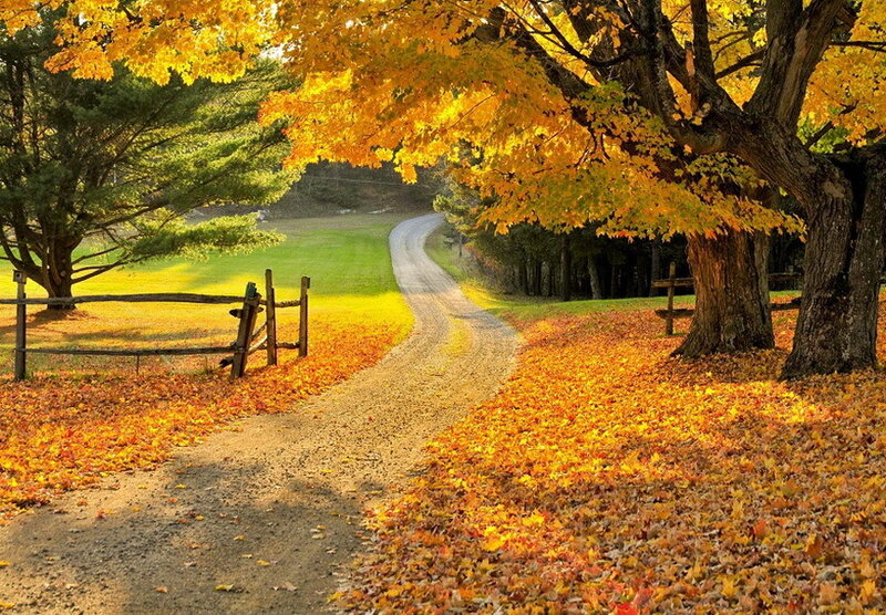 Dirt Road in Autumn — Yellow