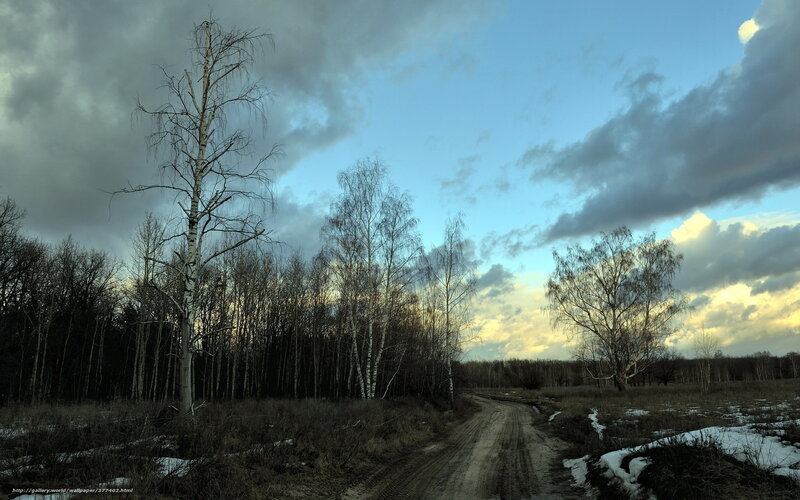 Dirt Road in Birch Forest — Blue