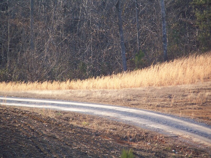 Dirt Road in Field — Brown, Calm