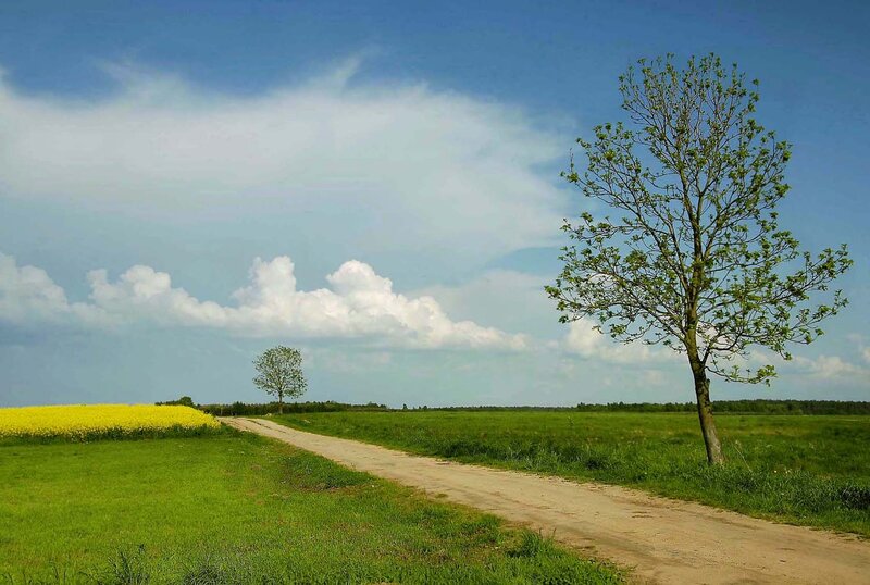 Dirt Road in Field — Green, Serene, Afternoon, Photograph, Tree