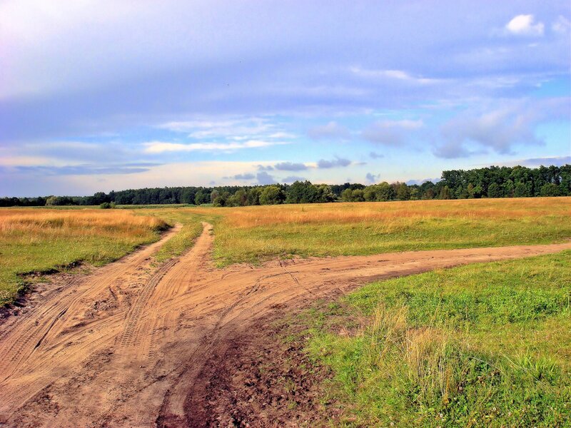 Dirt Road in Field — Green, Serene