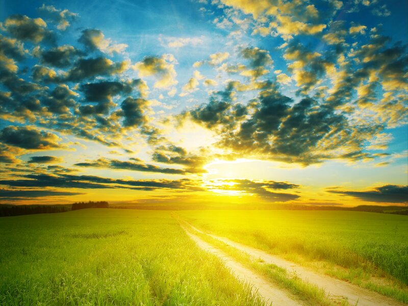 Dirt Road in Field — Green