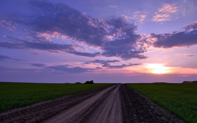 Dirt Road in Field — Purple, Serene