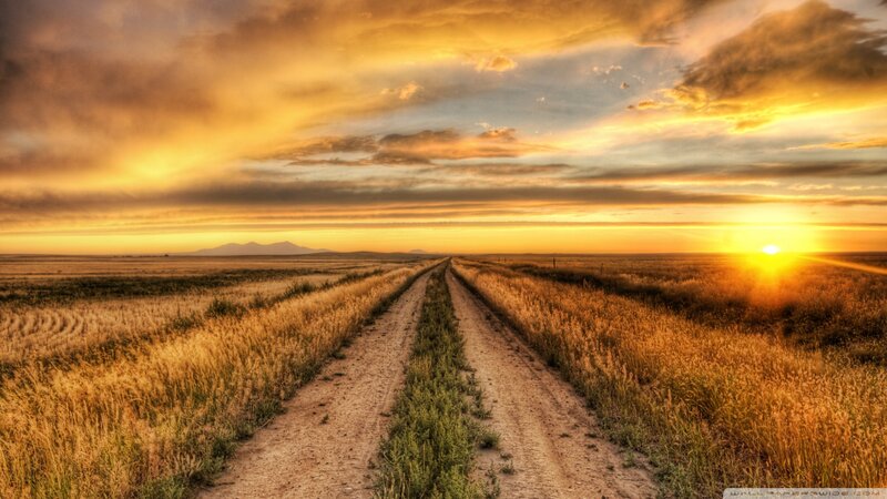 Dirt Road in Field — Yellow, Serene