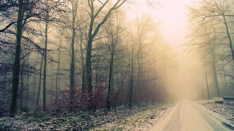 Dirt Road in Foggy Forest — Brown