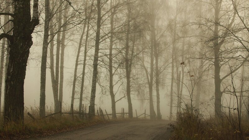 Dirt Road in Foggy Forest — Gray
