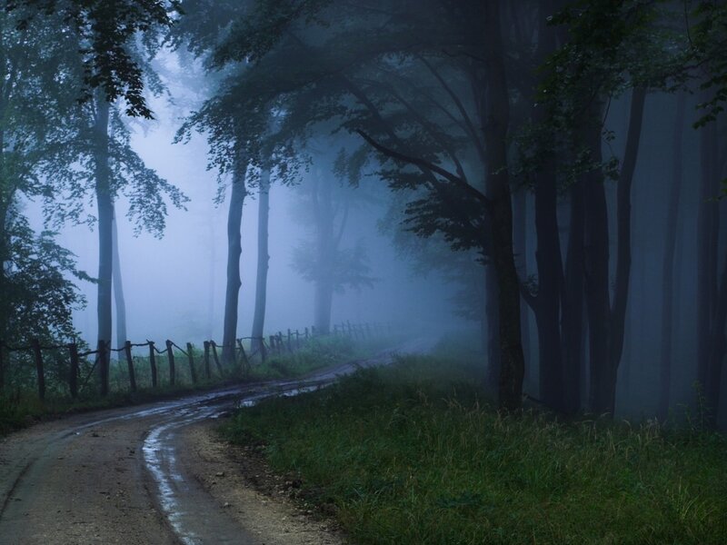 Dirt Road in Foggy Forest — Green, Misty