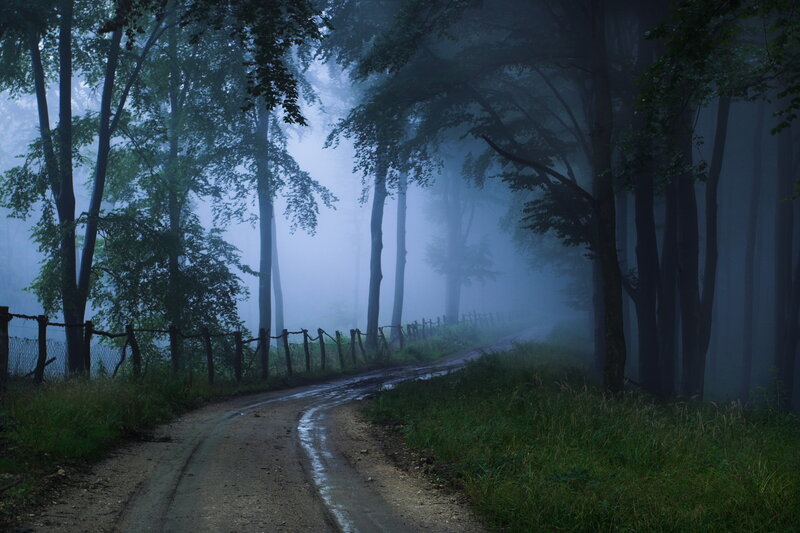 Dirt Road in Foggy Forest — Green