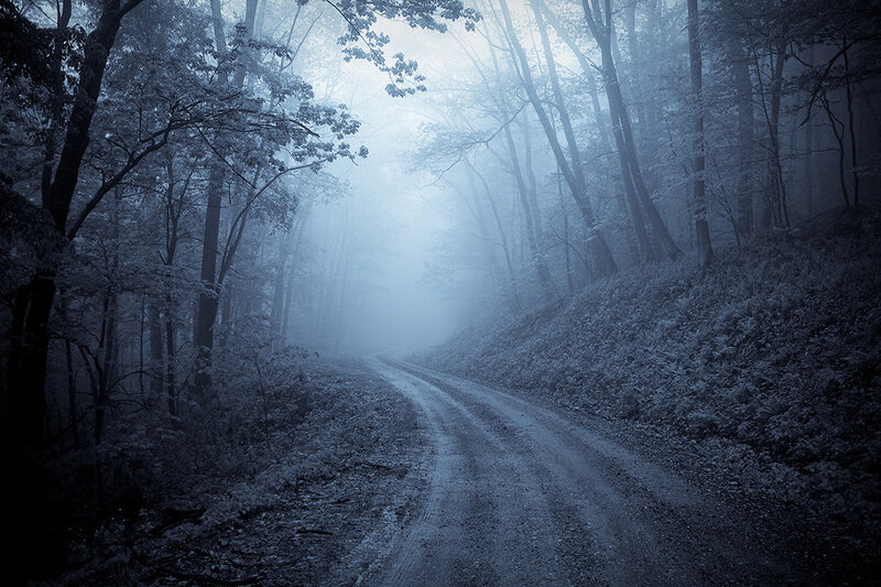 Dirt Road in Foggy Forest