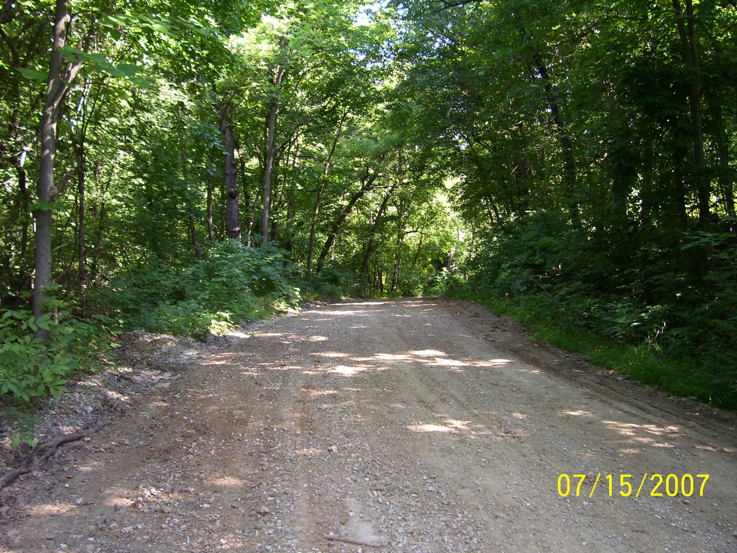 dirt road in forest