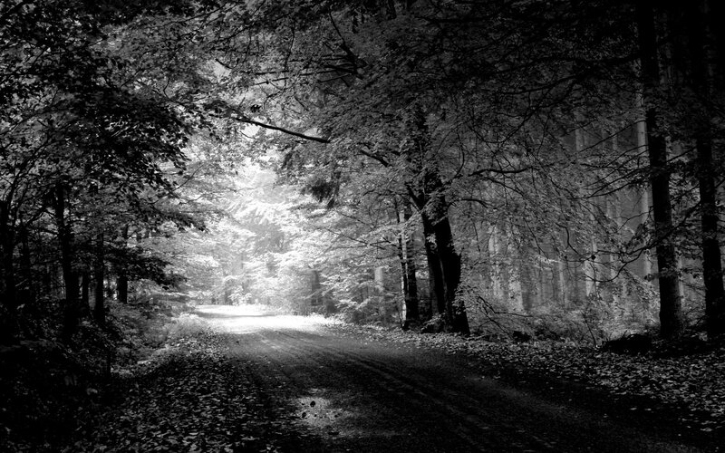 Dirt Road in Forest — Black, Serene, Morning