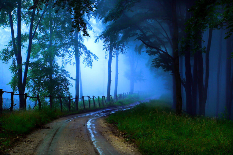 Dirt Road in Forest — Blue, Misty